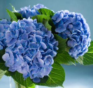 A Guide To Tree Form Hydrangeas Glen Echo Nurseries