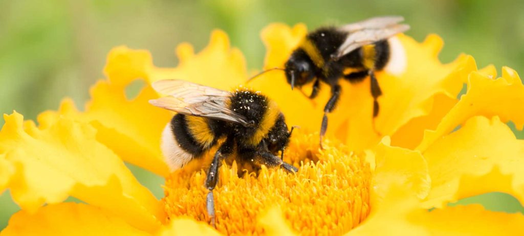 Ask a Gardening Expert: The Importance of Bees