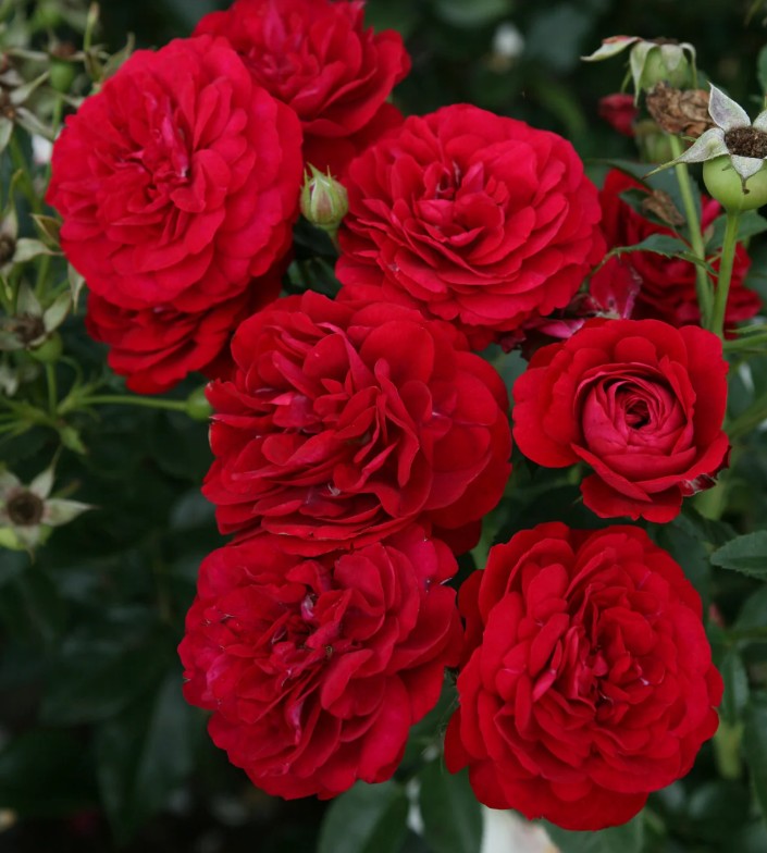 Floribunda Roses 2026 - Glen Echo Nurseries