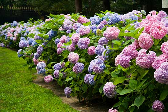 Box-2-Hydrangeas