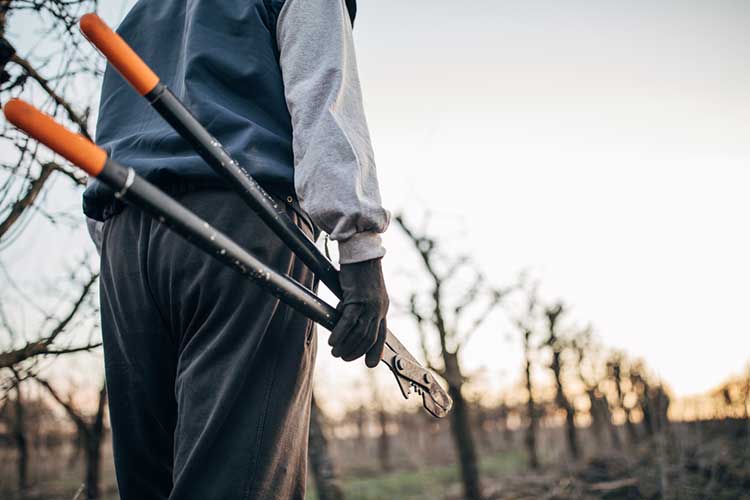 Ask a Gardening Expert: How to Prune Fruit Trees