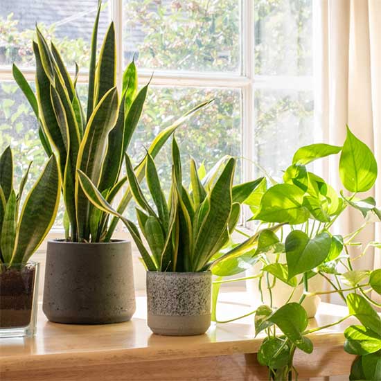 plants-indoor-tropical-plants