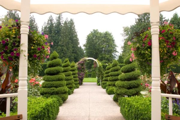 Ornamental Evergreens And Topiaries Glen Echo Nurseries 0098