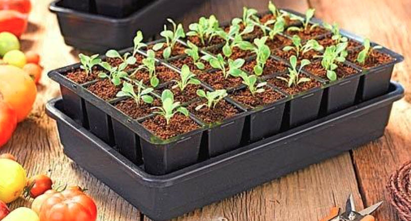 A Guide for Starting Indoor Seeds
