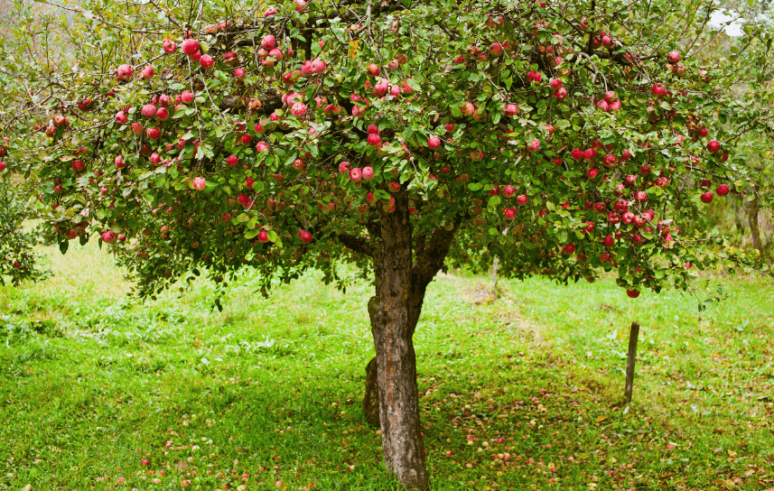 All About Apple Trees and & Apricot Trees