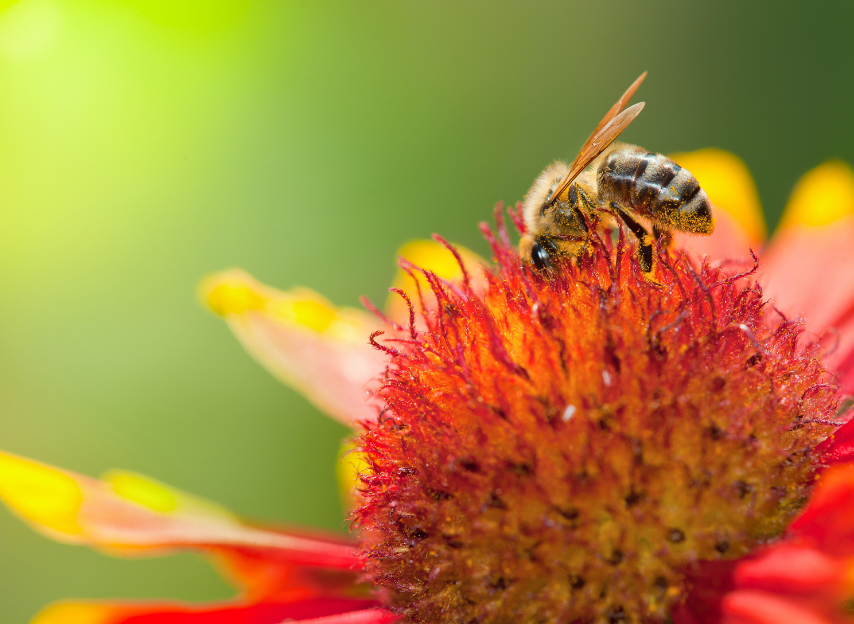 Attracting pollinators to your garden