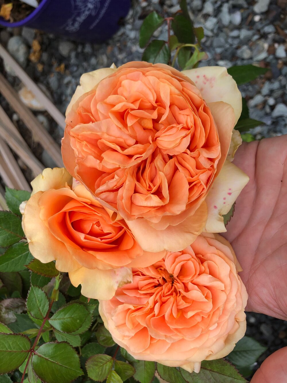 Shrub Roses 2024 - Glen Echo Nurseries