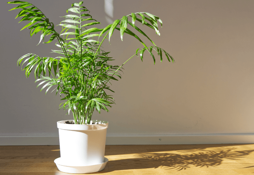 A Guide to Indoor Tropical Plants - Part 1