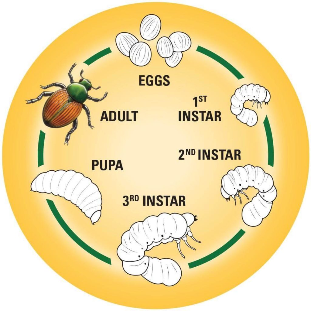 What are Grubs and how to control them Glen Echo Nurseries