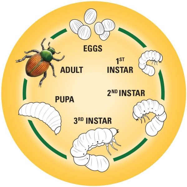 What are Grubs and how to control them - Glen Echo Nurseries