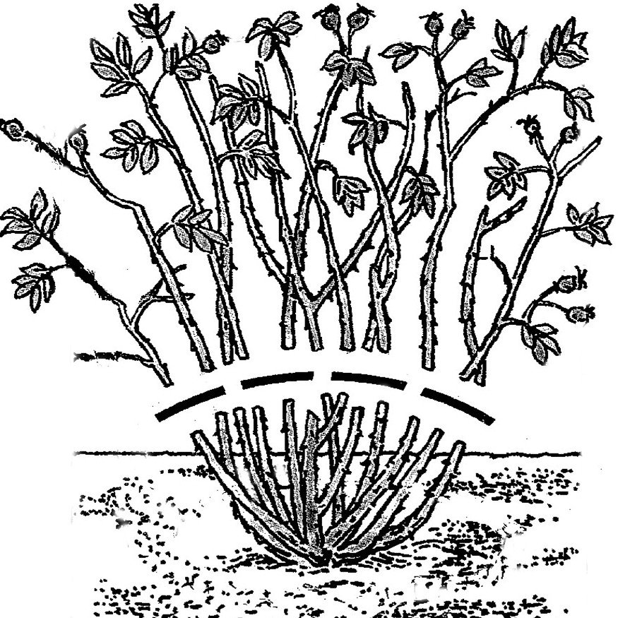 Groundcover Roses 2024 Glen Echo Nurseries