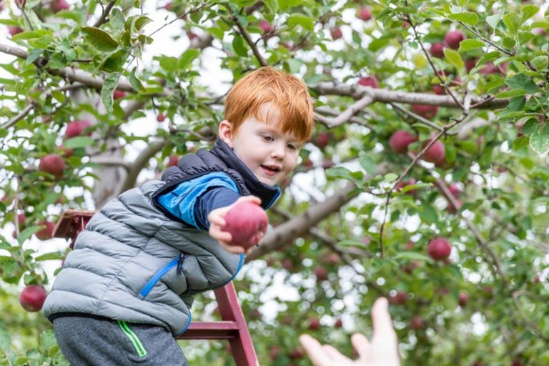 How to Grow Fruit Trees - Glen Echo Nurseries