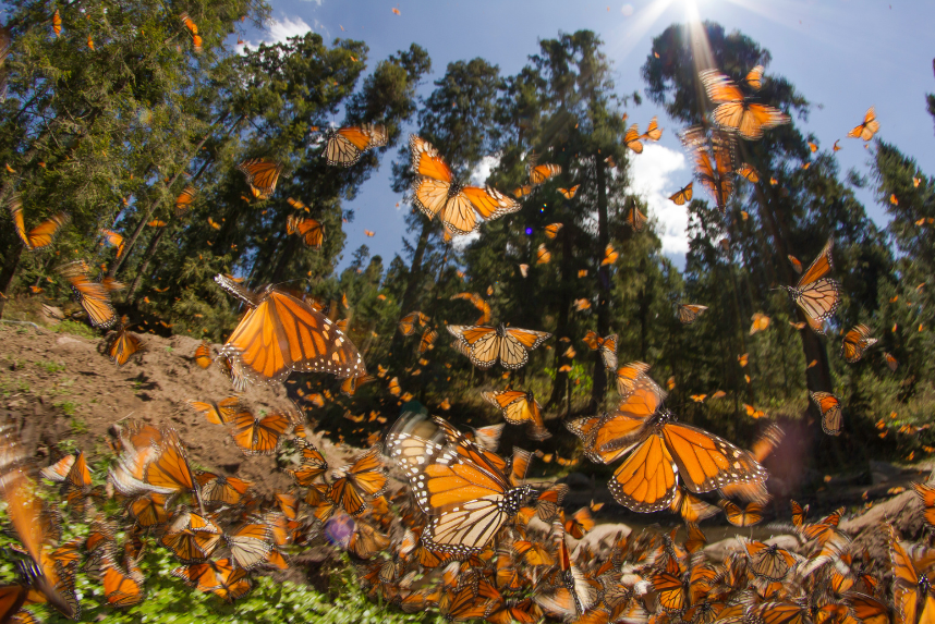 Monarch Butterly migrating - feature