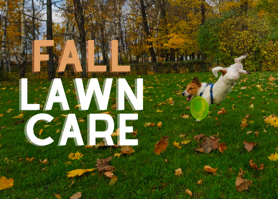 Fall Lawn Care Feature image