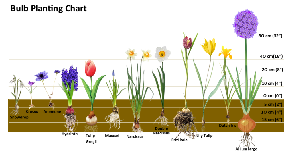 Fall Bulb Planting Guide Glen Echo Nurseries