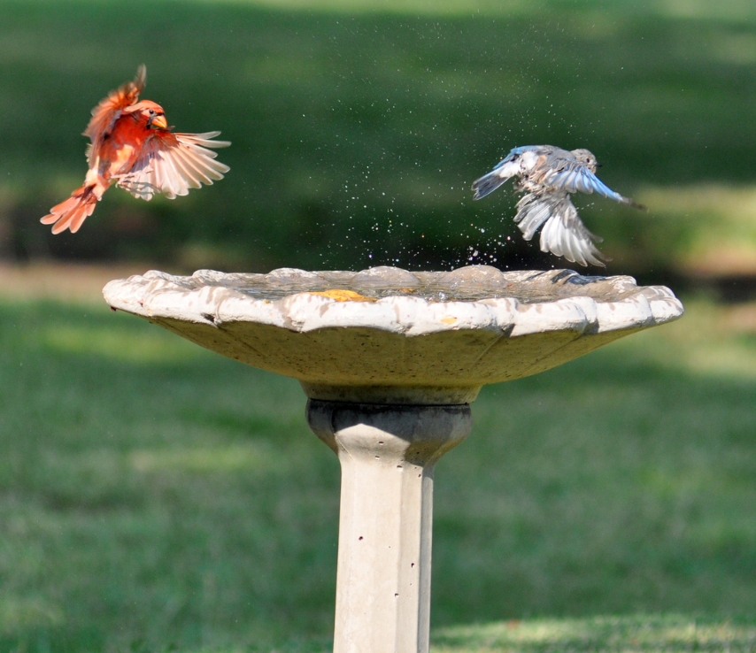 Bird Baths Glen Echo Nurseries