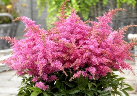 Astilbe Raspberry Astilbe - The Shade Loving Flowering Perennial - Glen Echo Nurseries