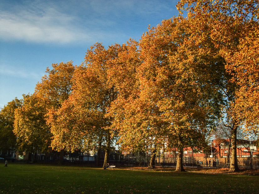 London Plane tree in fall