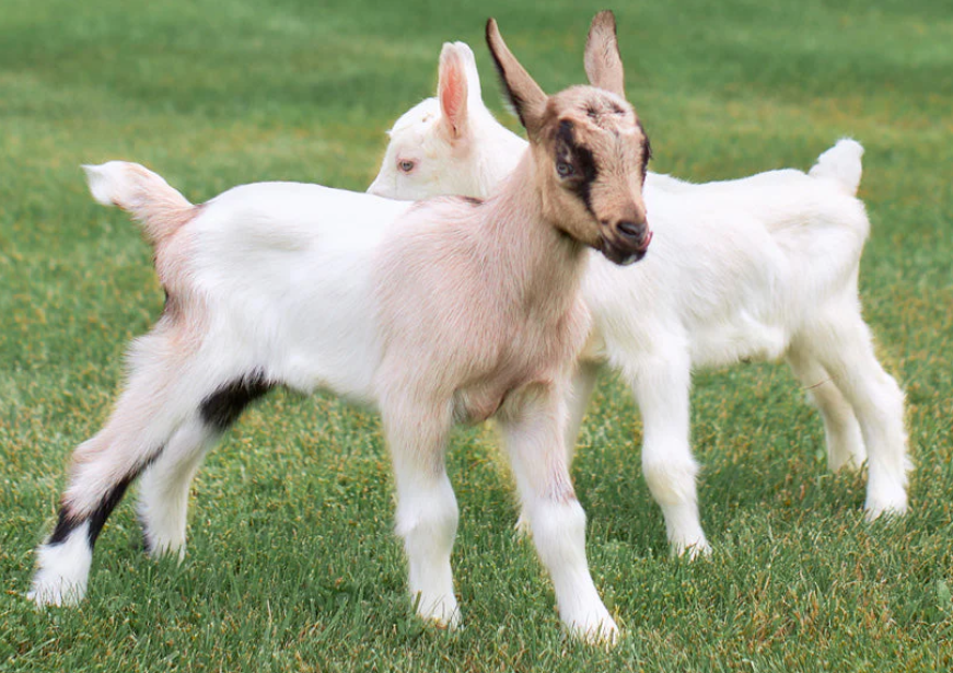 Goats cropped
