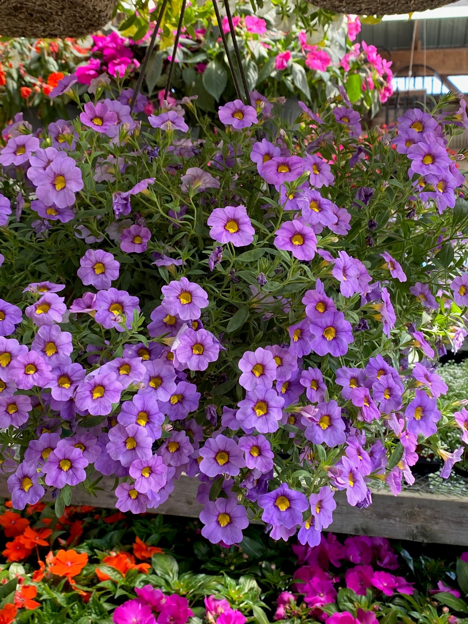 BEEKMAN 1802 Goat Milk Bath & Body Glen Echo Nurseries