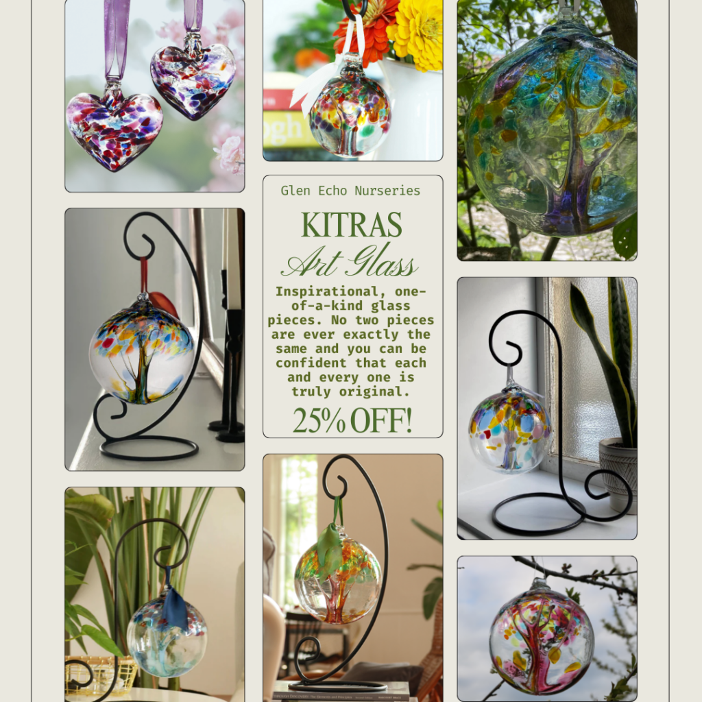 KITRAS MAKES A GREAT GIFT! And Burning Bush are also on at 40 off!!!! Glen Echo Nurseries