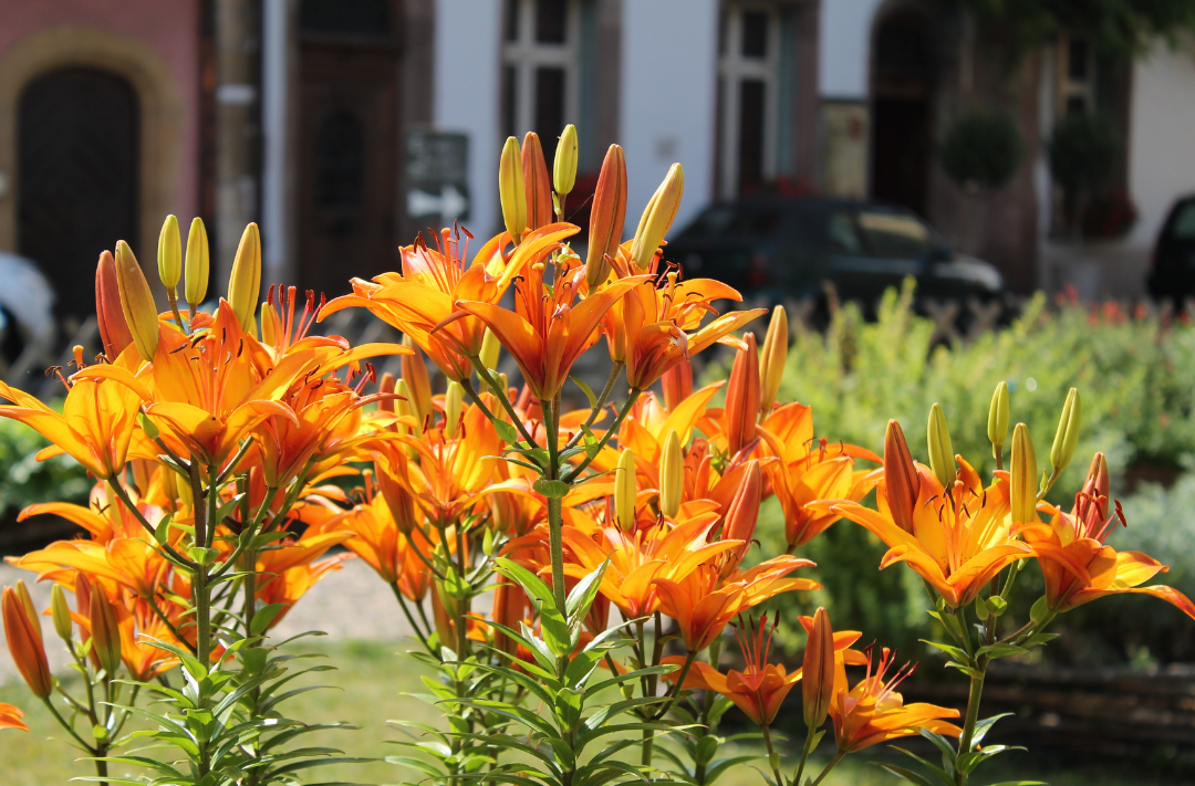 Daylily feature image