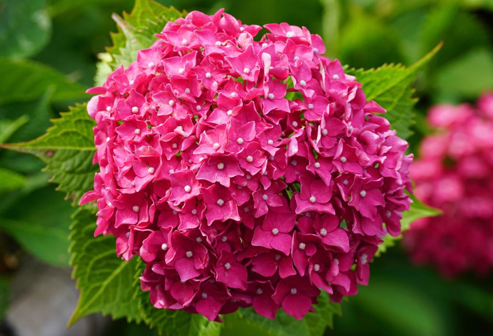 Hydrangea Endless summer SUMMER CRUSH 1