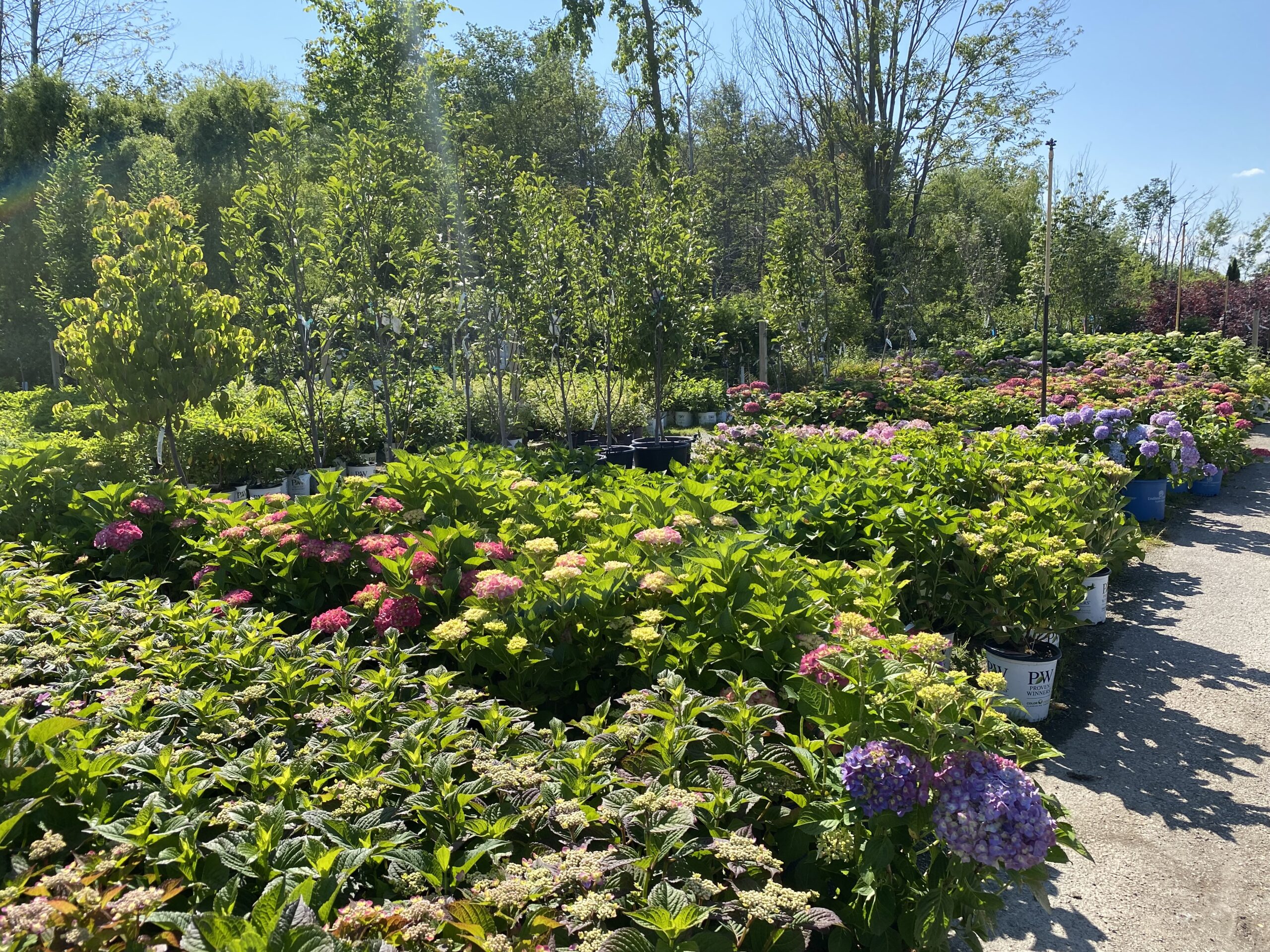 Nursery pic - hydrangea