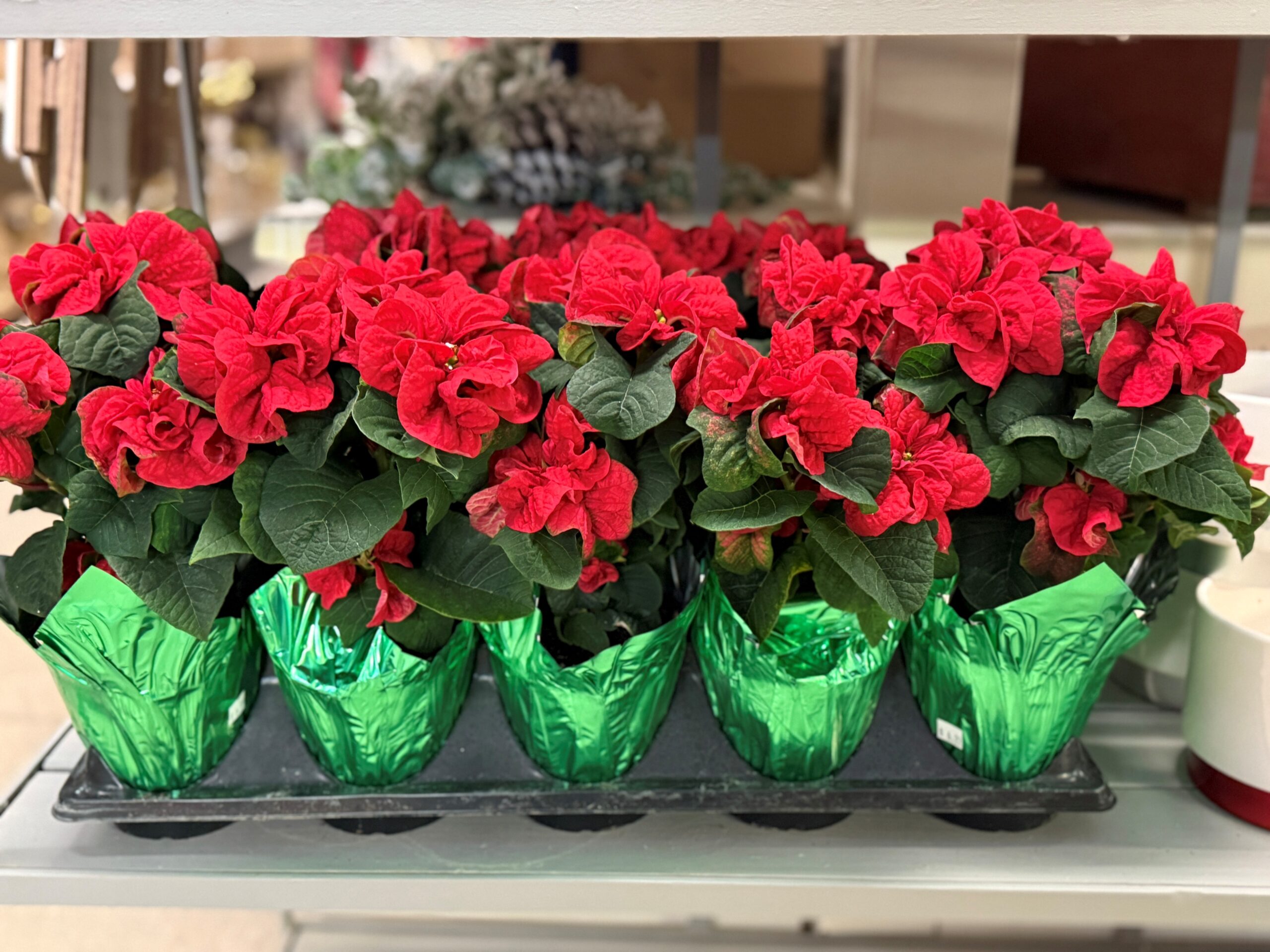 Princettia Red Poinsettia 1