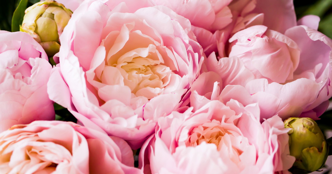 Peony Feature pic