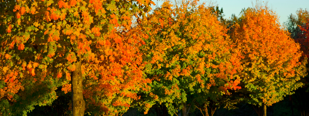 Fall Trees for slider 3